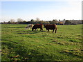 Cows at the deserted medieval village of Radstone