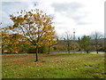 Autumn colours next to the A13