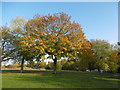 Plumstead Common in autumn