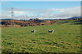 Grazing Land In The Douglas Water Valley