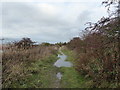 Berry Hill Fields: puddle on path