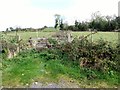 Overgrown lane leading to a derelict  house off the Ryanstown Road