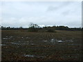 Stubble field and pond