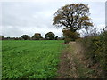 Crop field and hedgerow