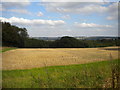 Field south west of Calverton (1)