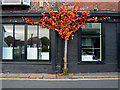 Flaming leaves outside 44 King Street