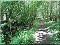 Footpath At Thompson Carr