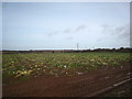 Cauliflower field after harvesting, near Gear Farm