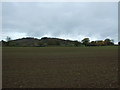 Young crop field, Bickerton 