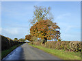 Road from Glympton towards Sandford St. Martin