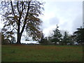 Parkland, Cholmondeley Castle