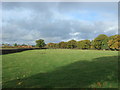 Grazing, Chorley Green