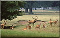ST8083 : Red Deer in Rut, Badminton, Gloucestershire 1991 by Ray Bird
