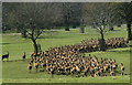 ST8083 : Red Deer, Badminton, Gloucestershire 2008 by Ray Bird