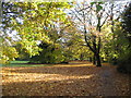 Maples, Hearsall Common