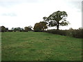 Grazing near Gradeley Green