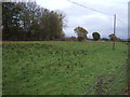 Grazing beside the railway