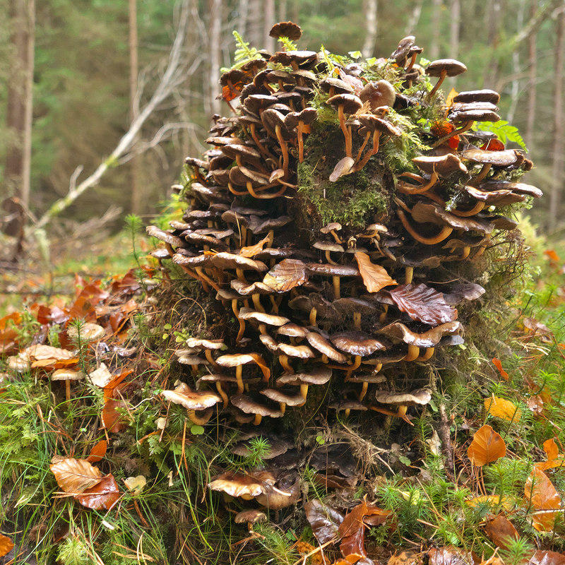 A mountain of fungi probably Armillaria... © Julian Paren :: Geograph ...