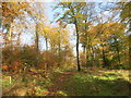 Path through Moules Wood