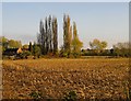 Farmland south of the Tannery site, November