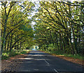 Shillinglee Road near Fisherstreet