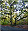 Oaks near Heyshott (2)