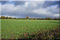 Beet field by Gravelly Way