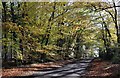 North Leigh: Cuckoo Lane