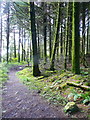 Woodland path, Llyn Llech Owain Country Park