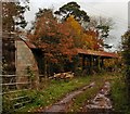 Dilapidated barn at Widhayes Farm