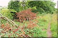 Branches by the bridleway to Durnford Mill