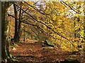 SK2479 : Autumn colour in Bolehill Wood by Graham Hogg