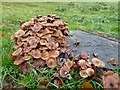 SO8943 : Fungi on a tree stump by Philip Halling