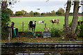 Cattle by the Staffordshire & Worcestershire Canal