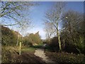 Footpath through Snibston Forest Park