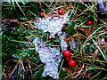 H4881 : Berries and ice. Gortin Glens Forest Park by Kenneth  Allen