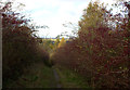 Stour Valley path, descending towards Ballingdon