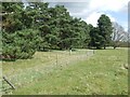 Fence And Trees