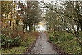 Woodland Path at Eglinton Country Park