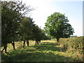 Bridleway beside old hawthorn trees