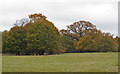 Trees in Dagnam Park, The Manor Nature Reserve, Harold Hill