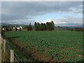 Crop field near Station View