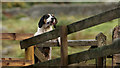 SD1499 : Eskdale and Ennerdale Foxhounds by Peter Trimming