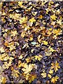 Fallen leaves: Field Maple