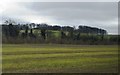 Farmland and trees