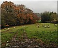 Grazing sheep, near Holy City