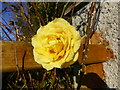 Yellow rose, Letfern