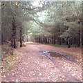 On New Wavendon Heath