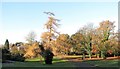 Autumn colours in Kilbroney Park