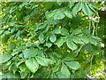 Horse chestnut leaves